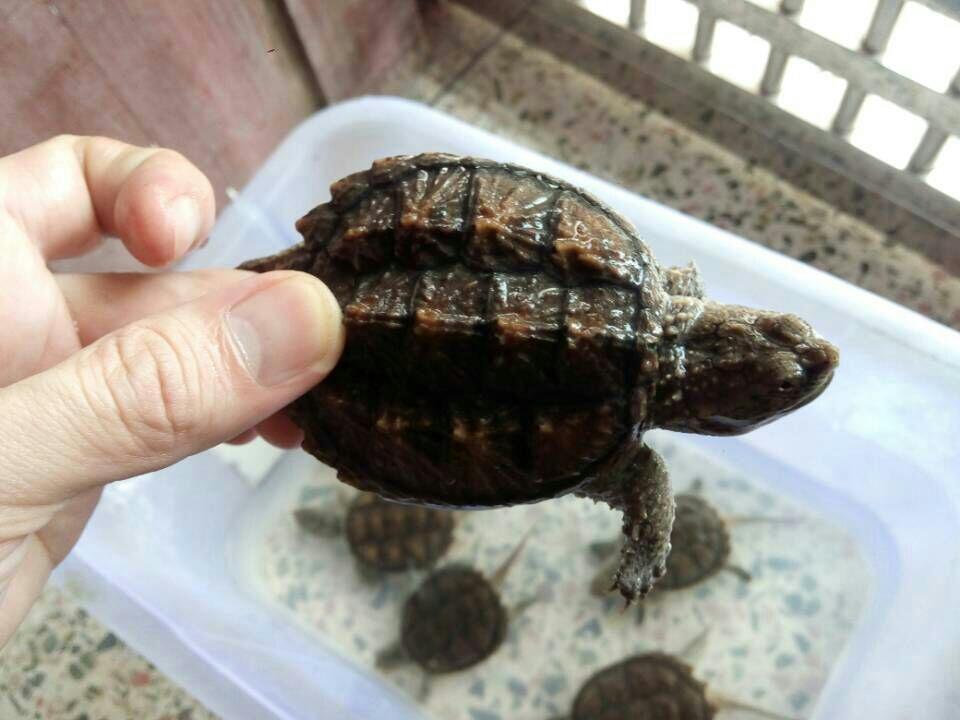 普通纯佛苗.有颈刺