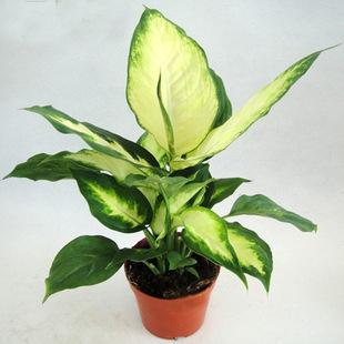 粉黛万年青 绿植盆景 办公室盆栽 净化空气 满30元包邮