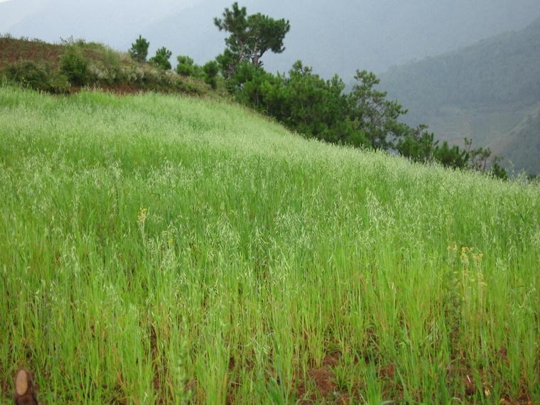 五台山 农家有机燕麦米 燕麦仁 裸燕麦 莜麦米粒片五谷杂粮500g