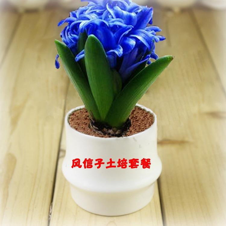 荷兰进口风信子土培种球 室内盆栽水培花卉植物 带陶瓷花盆 包邮