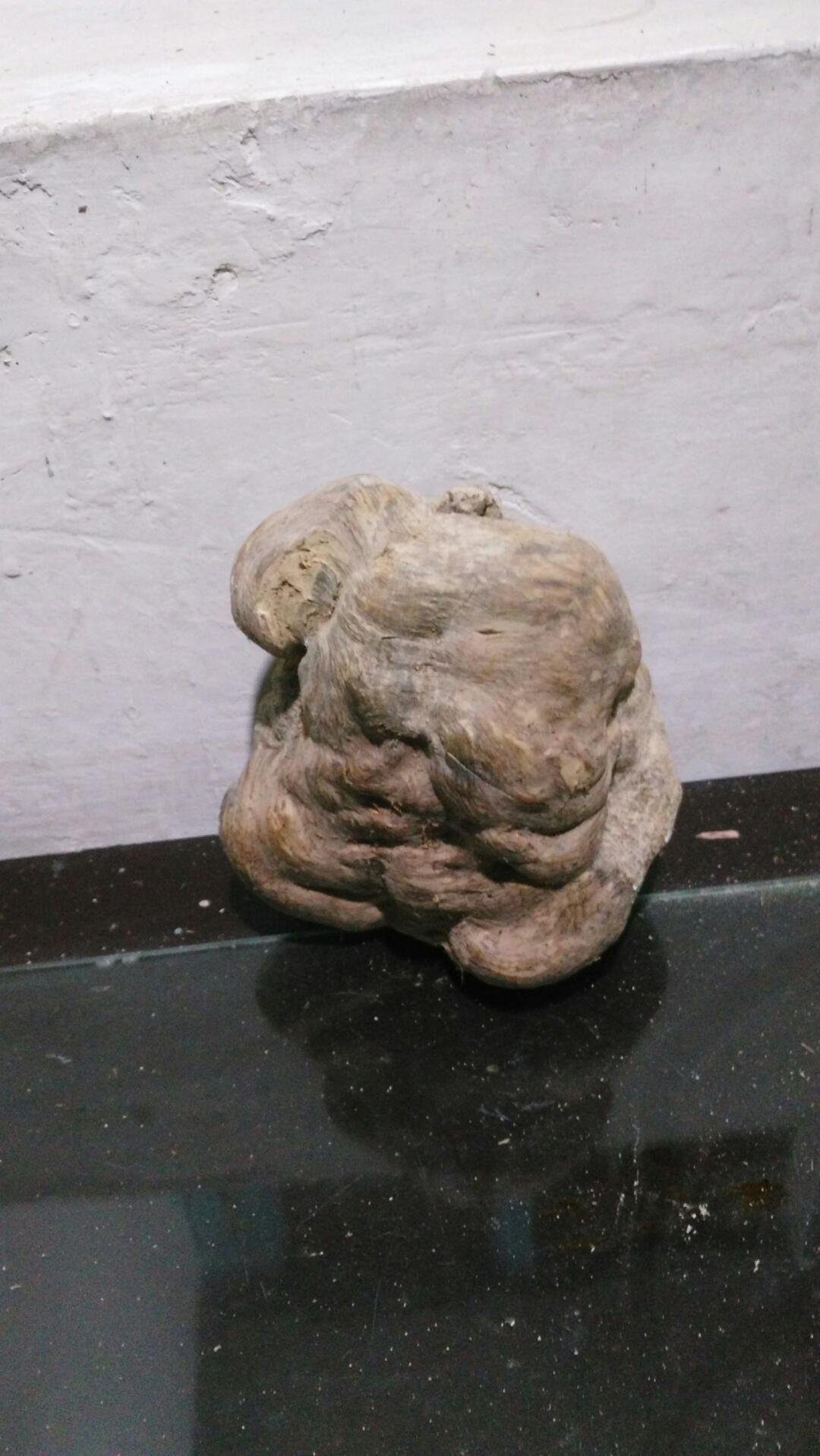 五十几年的茶树根瘤原品,实物拍摄,照片未渲染处理