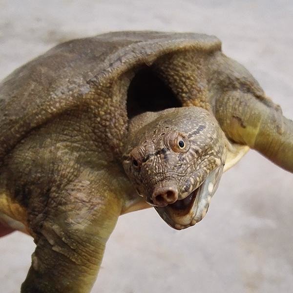 京山甲鱼生态农家老鳖老王八荆楚霸王鳖散养团鱼生鲜活体1斤包邮