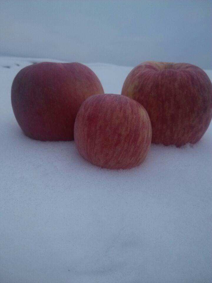 李立君苹果90#果,酸甜可口,皮薄多汁,零农残,营养物质含量比常规高出