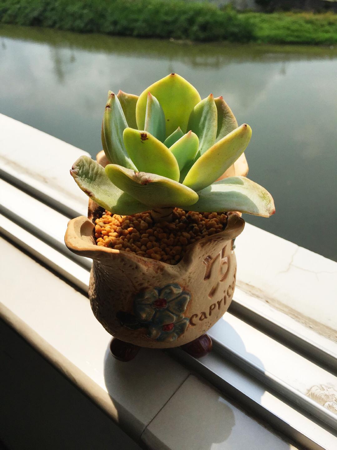 私人定制 白凤老桩 摩羯座盆已出售