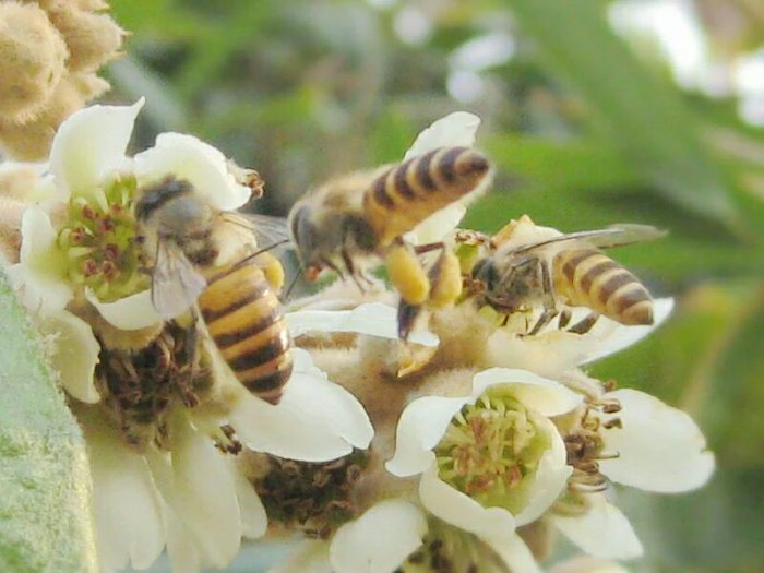 枇杷花开冬蜜来 枇杷花开冬蜜来