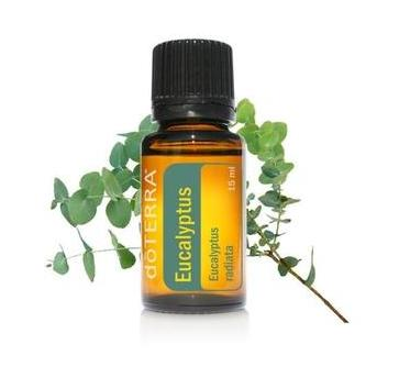 尤加利 eucalyptus radiata 尤加利这个名称源自希腊文,有包覆良好的