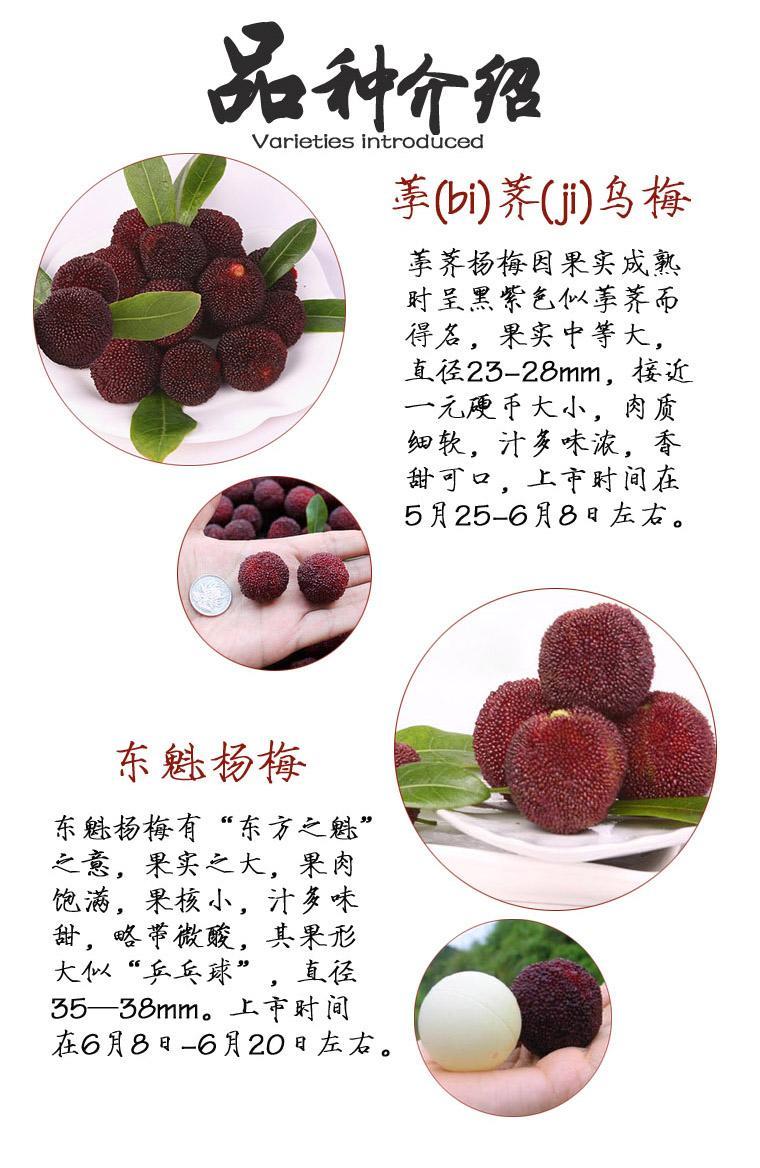注:(湖南省内包邮,省外地区凰杨梅乌梅和杨梅的区别图片宜章水浸