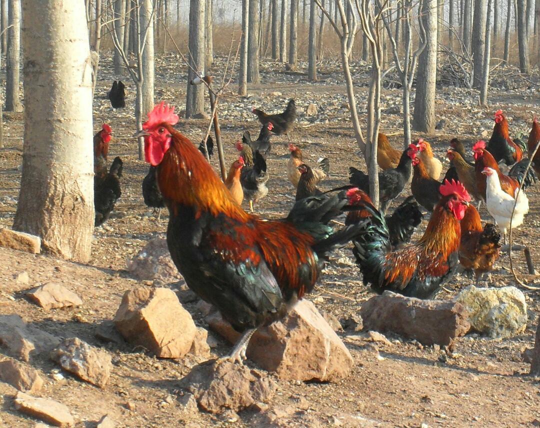 祥凤林跑山鸡笨公鸡9月龄生长期,98.00元/只,冷藏包装和运费另计.