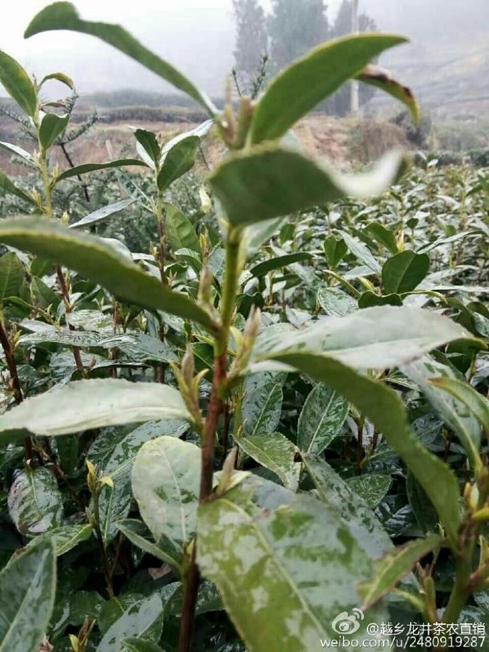 茶的 头春 与 头采 是什么意思 茶的 头春 与 头采 是什么意思