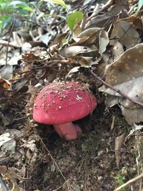 闽东野红菇 野生红菇是一种比较稀少的野生真菌,多生长于深山野林中
