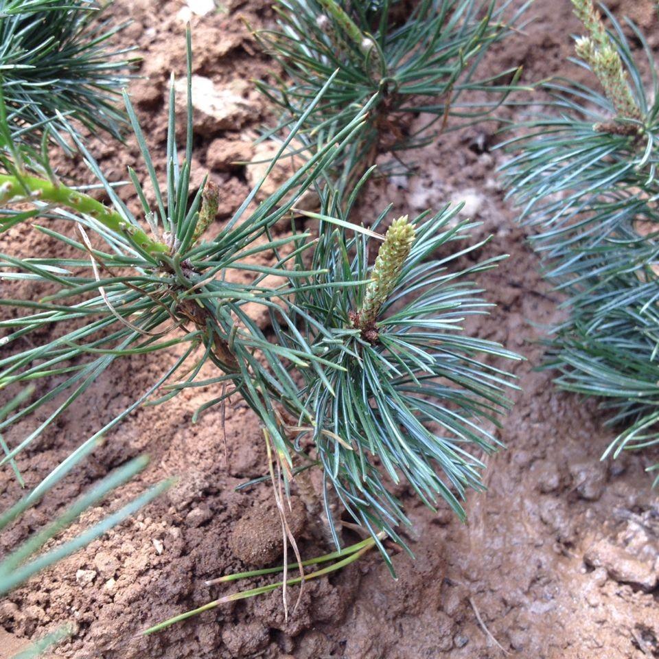 正宗五针松小苗 五针松树苗 五针松盆景盆栽绿植花卉