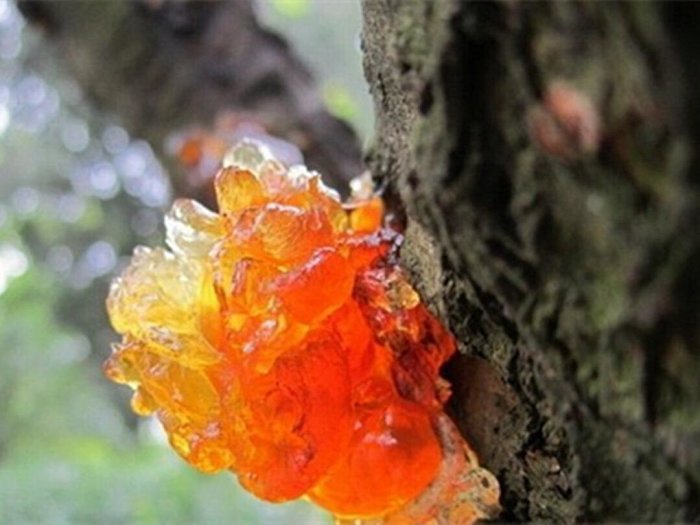 桃胶 每一口都是胶原蛋白