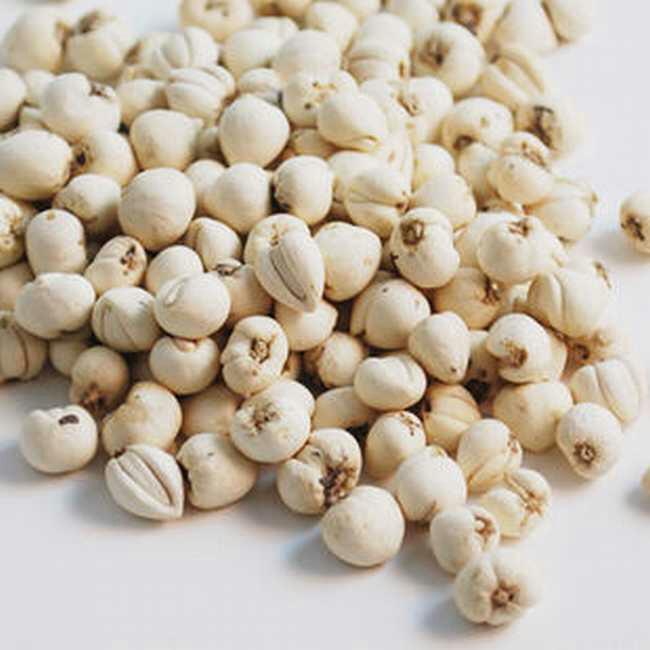 川贝母为中药中的化痰药