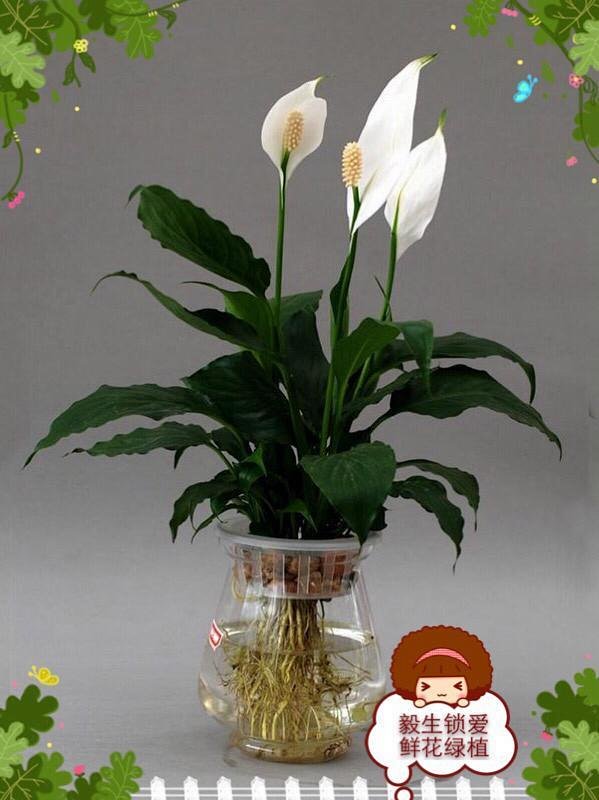 《一帆风顺》盆栽 绿植 植物 一帆风顺是世界重要的观赏花,可以过滤