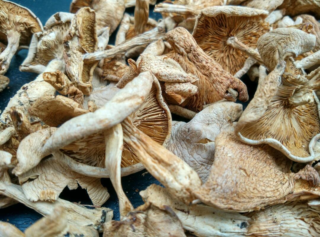 五台山台蘑(80g)