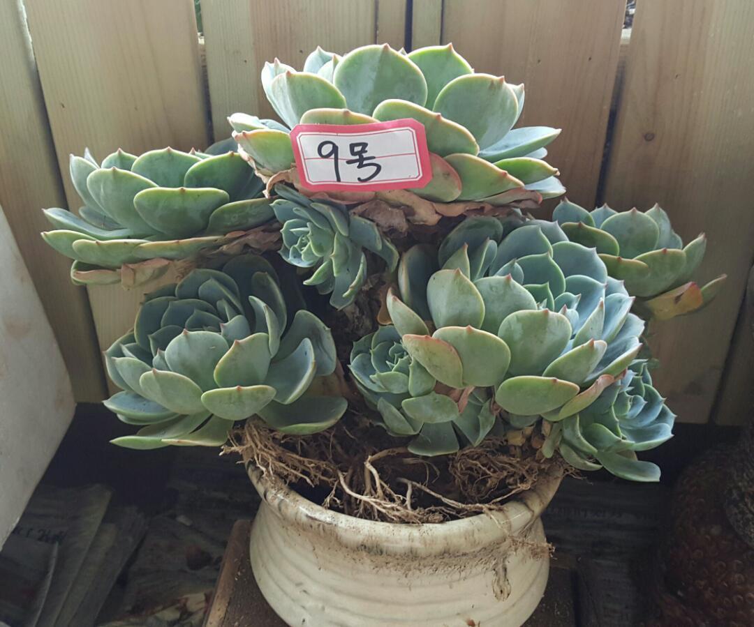 玉蝶群生大老桩(有根)包邮