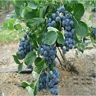 蓝莓苗带花苞蓝莓苗蓝莓树苗果树苗盆栽南方北方包邮二三年结果苗木 大苗价格协商发货 南北适应品种北蓝 南蓝 蓝丰 蓝莓苗带花苞蓝莓苗蓝莓树苗果树苗盆栽南方北方包邮二三年结果苗木 大苗价格协商发货 南北适应品种北蓝 南蓝 蓝丰