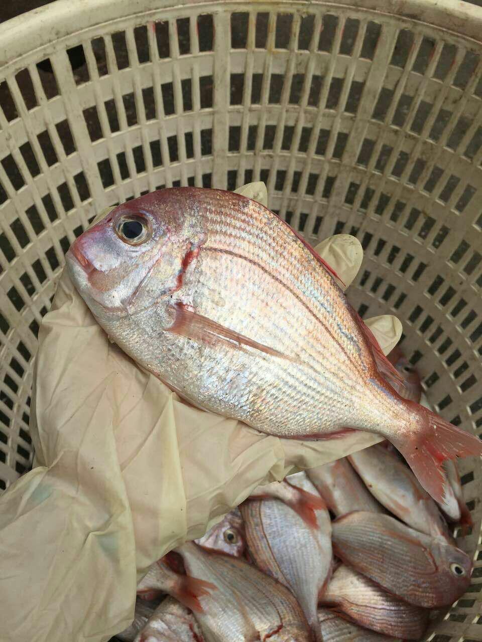 赤棕鱼～小真鲷鱼,也叫板仔鱼!