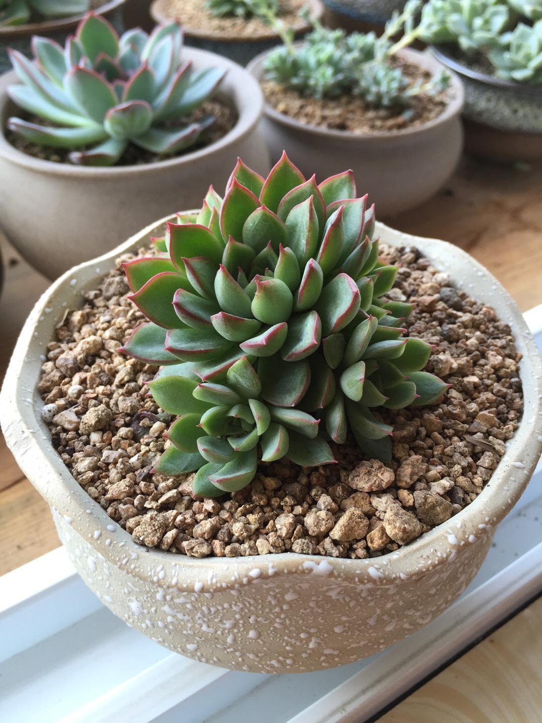 女雏,迅速爆盆的肉肉!多肉植物,肉肉,不含花盘!