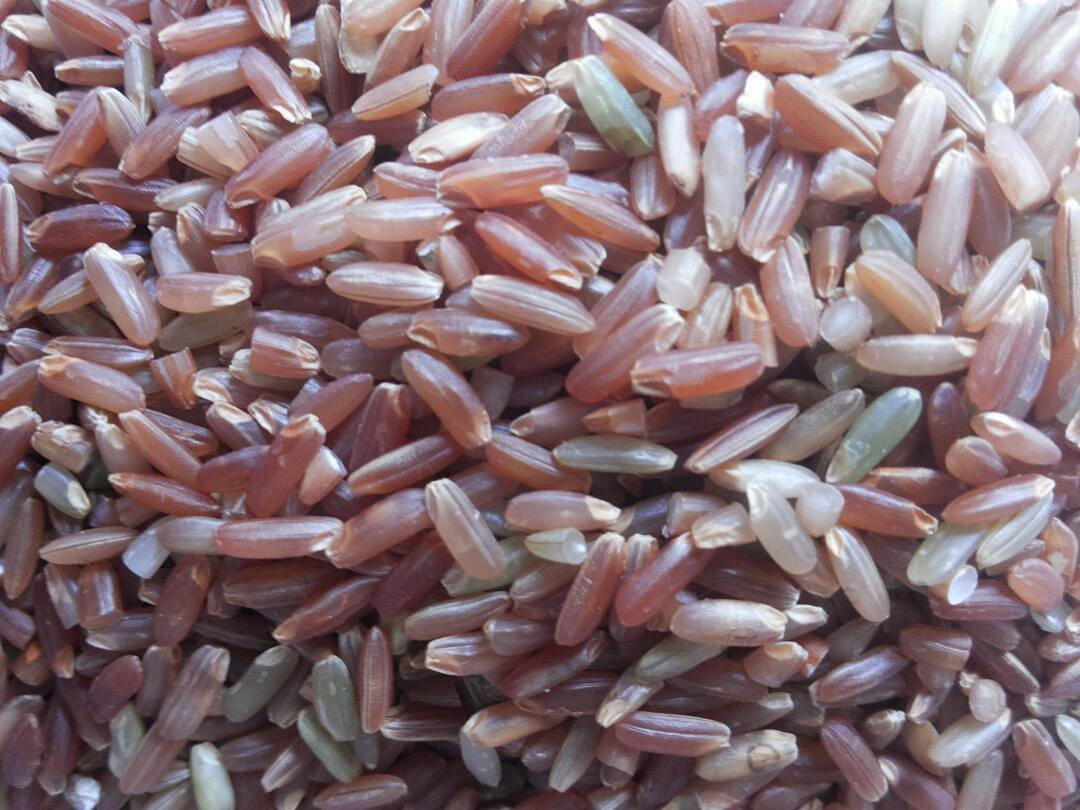 富硒红米---红米在我国已有千年种植历史,口口农场新鲜富硒红米种子源
