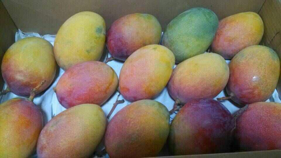 攀枝花大芒果之海顿,一箱(十斤)包含纸箱,汁多味美 七月初下市