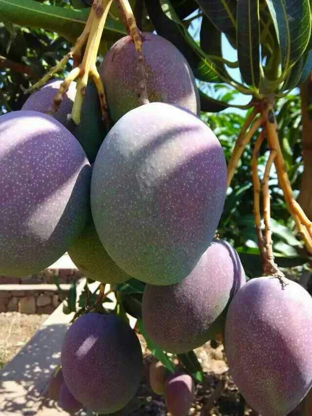 攀枝花大芒果之海顿,一箱(十斤)包含纸箱,汁多味美 七月初下市