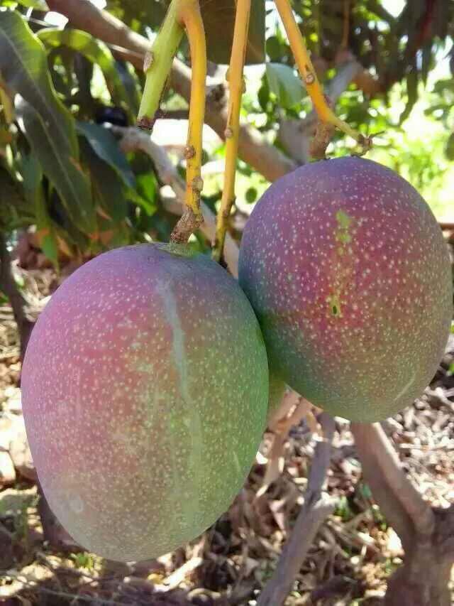 攀枝花大芒果之海顿,一箱(十斤)包含纸箱,汁多味美 七月初下市