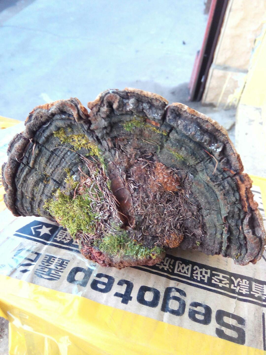 松针层孔菌 松针层孔菌,或称松木层孔菌,是刺革菌科,木层孔菌属的一种