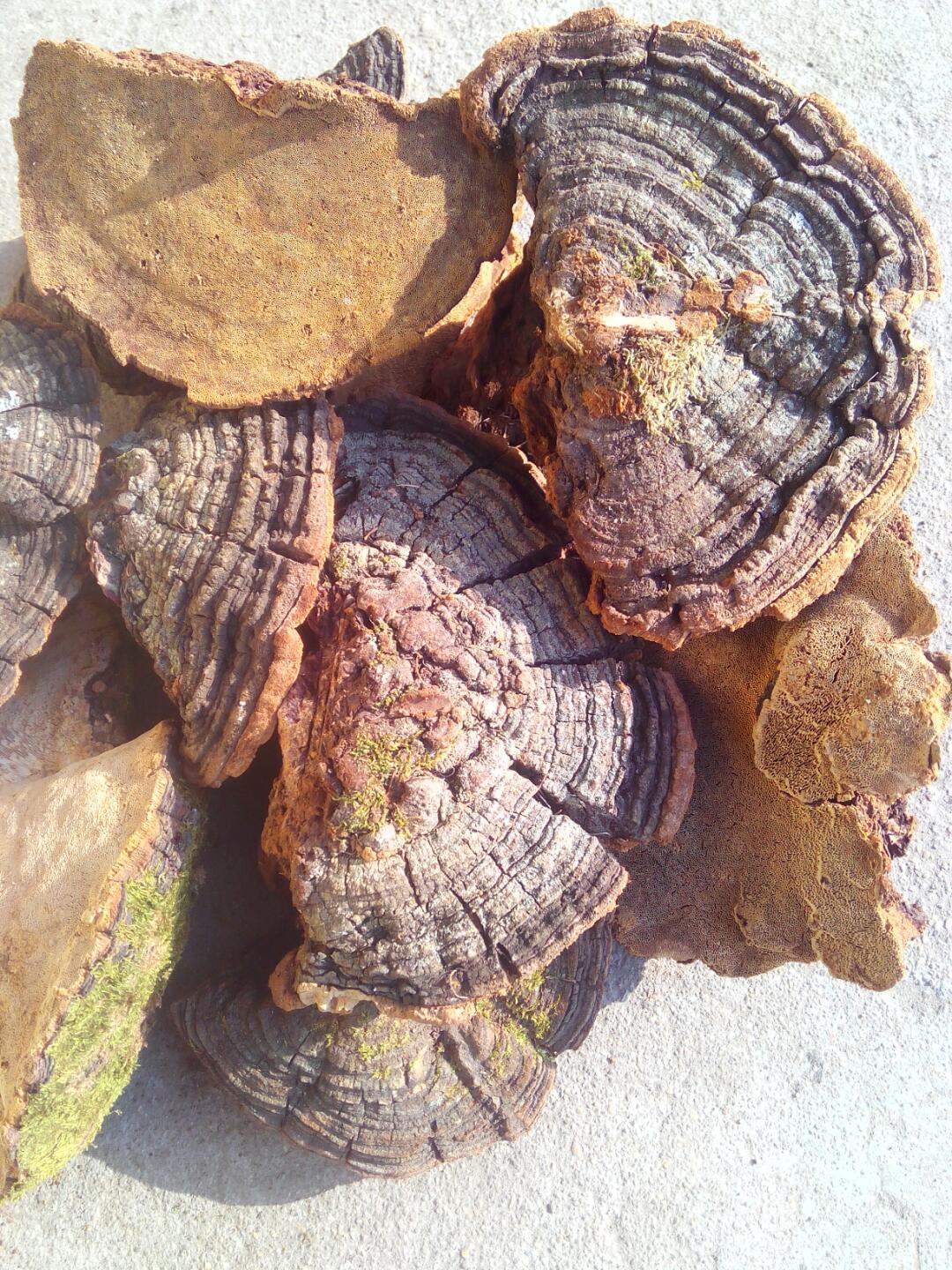 松针层孔菌 松针层孔菌,或称松木层孔菌,是刺革菌科,木层孔菌属的一种