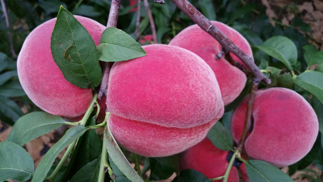 自家产平谷大鲜桃,特点大,脆,酸甜,爽口(树头桃