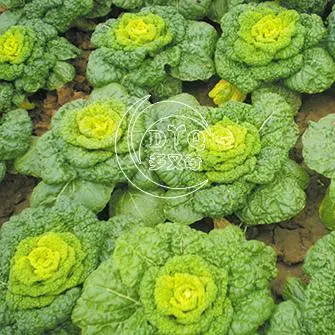 黄菊花白菜种子黄心乌塌菜种子秋播蔬菜种子秋播黄心白菜种子