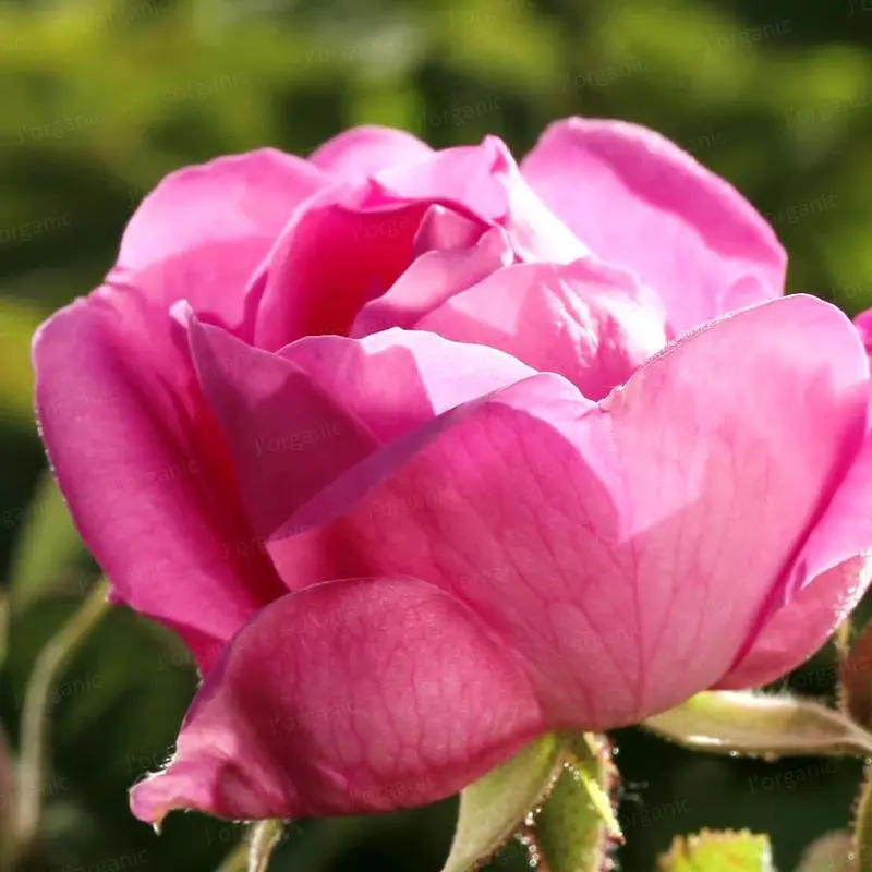 大马士革玫瑰纯露inci Name Rosa Damascena Flower Water 英文名称 Rose Damask 蒸馏部位 花朵提取工艺 水 水蒸气蒸馏cas 号 N A