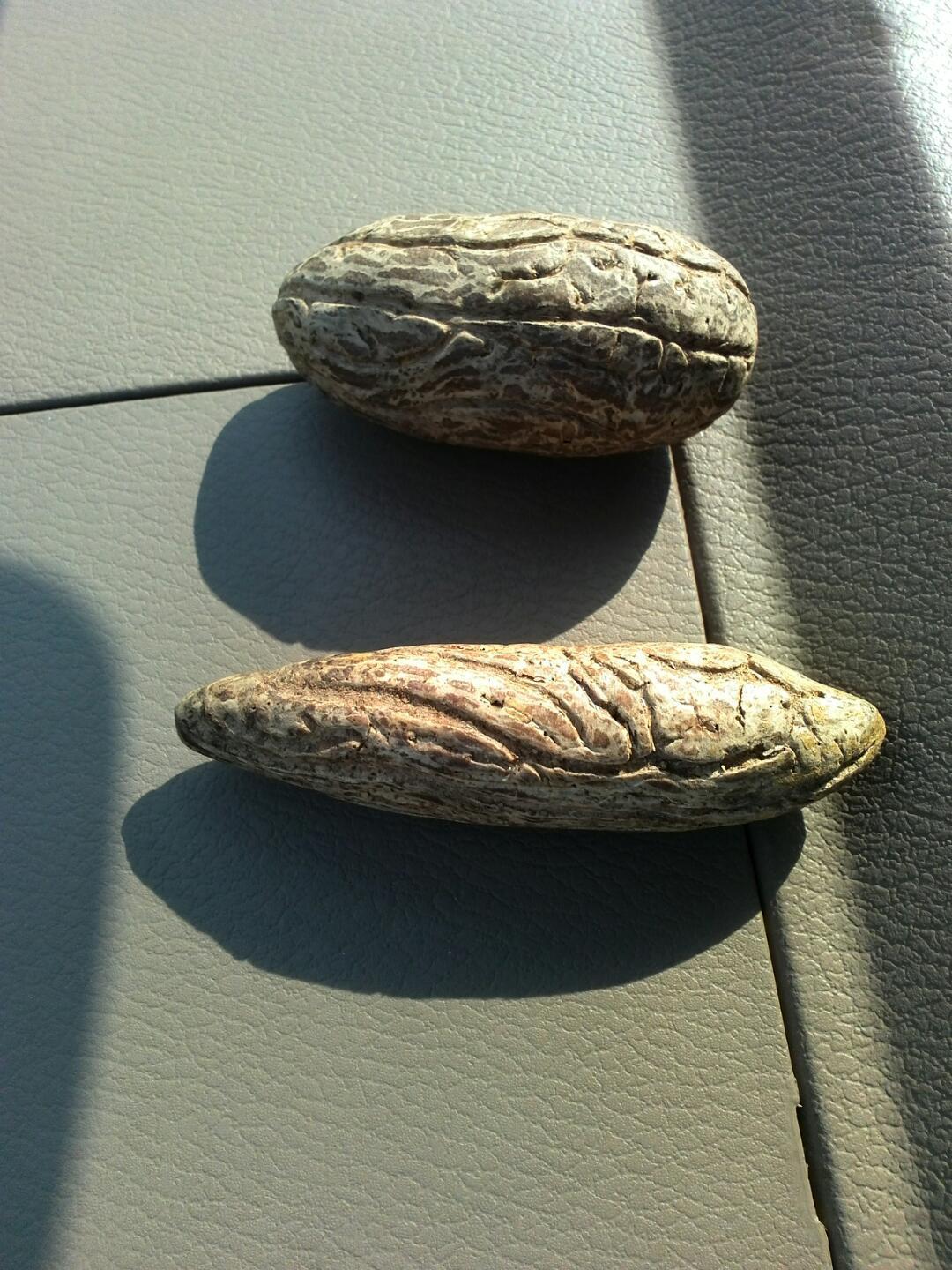 千眼菩提,又叫鳄鱼果,非洲原产10元每颗(只售原料 随机发货 回去自己