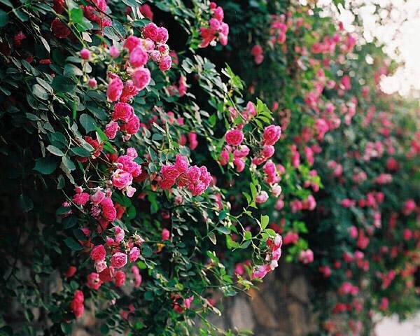 梦里蔷薇花开