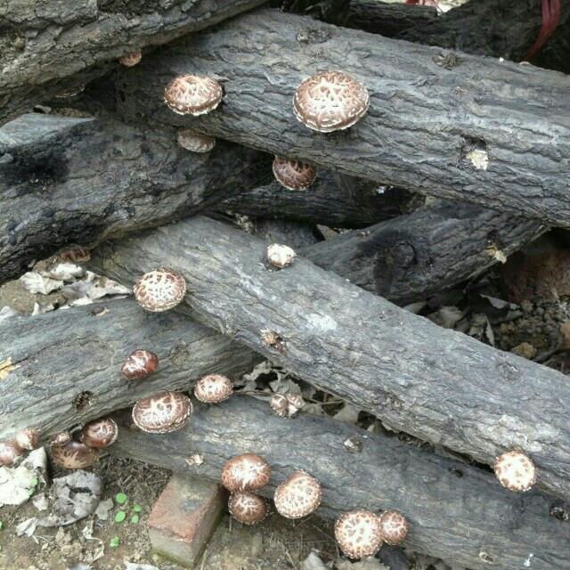 一级花菇 250g 原生态野生栎木(椴木)花菇,河南原产地山村林场自产自