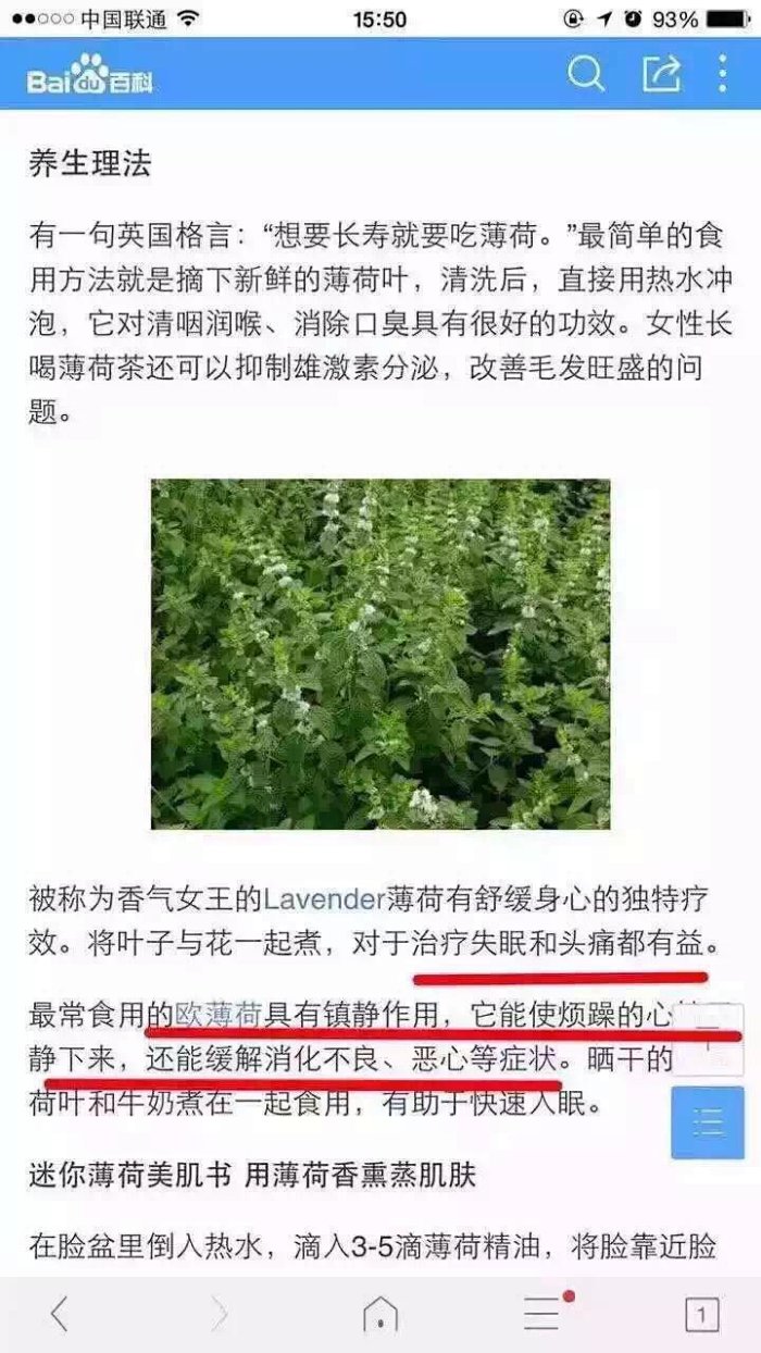 精油知识4 欧薄荷