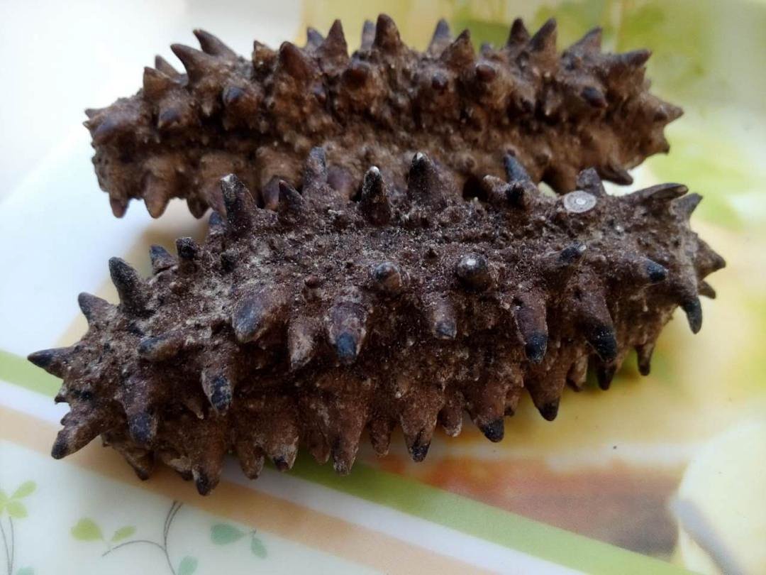 【大连孙记海参】包邮 6a级野生俄罗斯红参王 六排刺