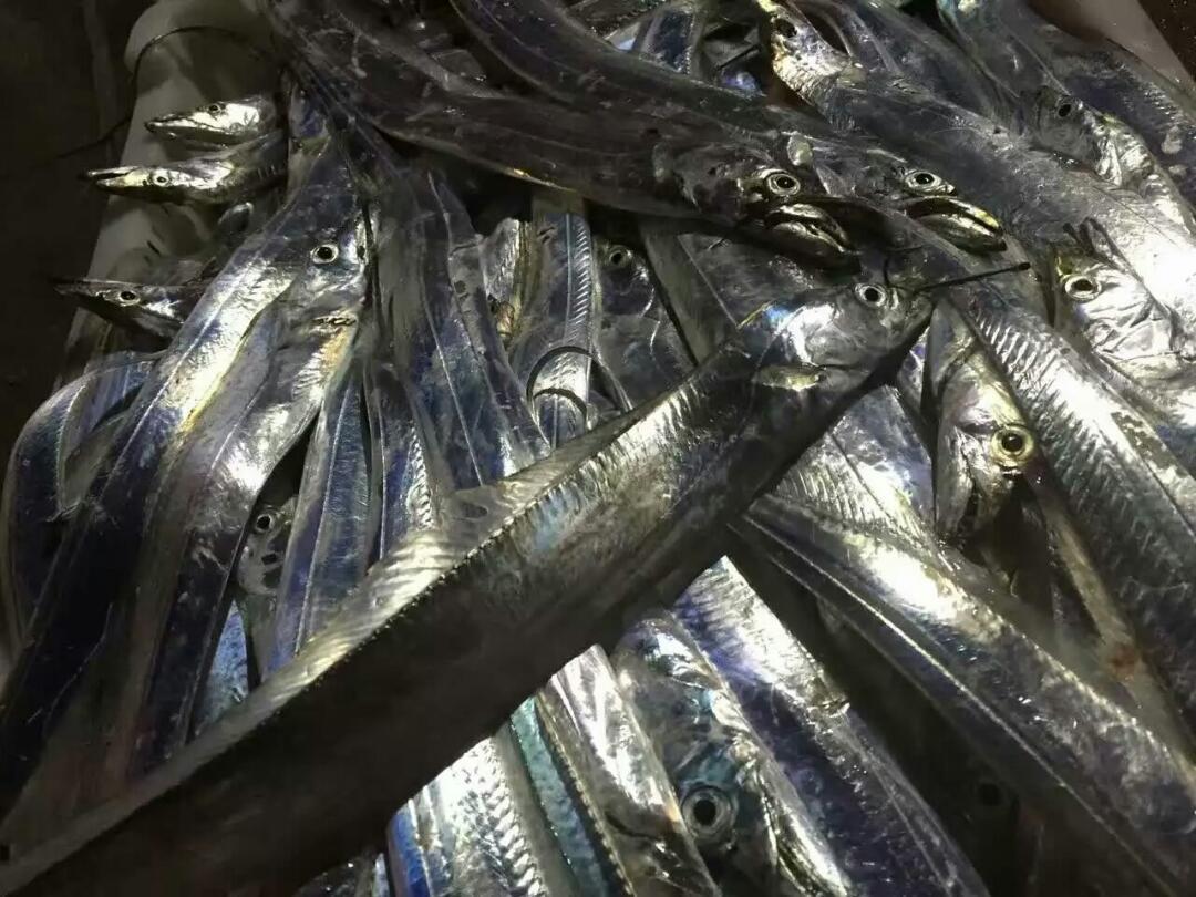 东山岛海域特有的银带鱼 黑眼带鱼 一斤约两三条,45元一斤