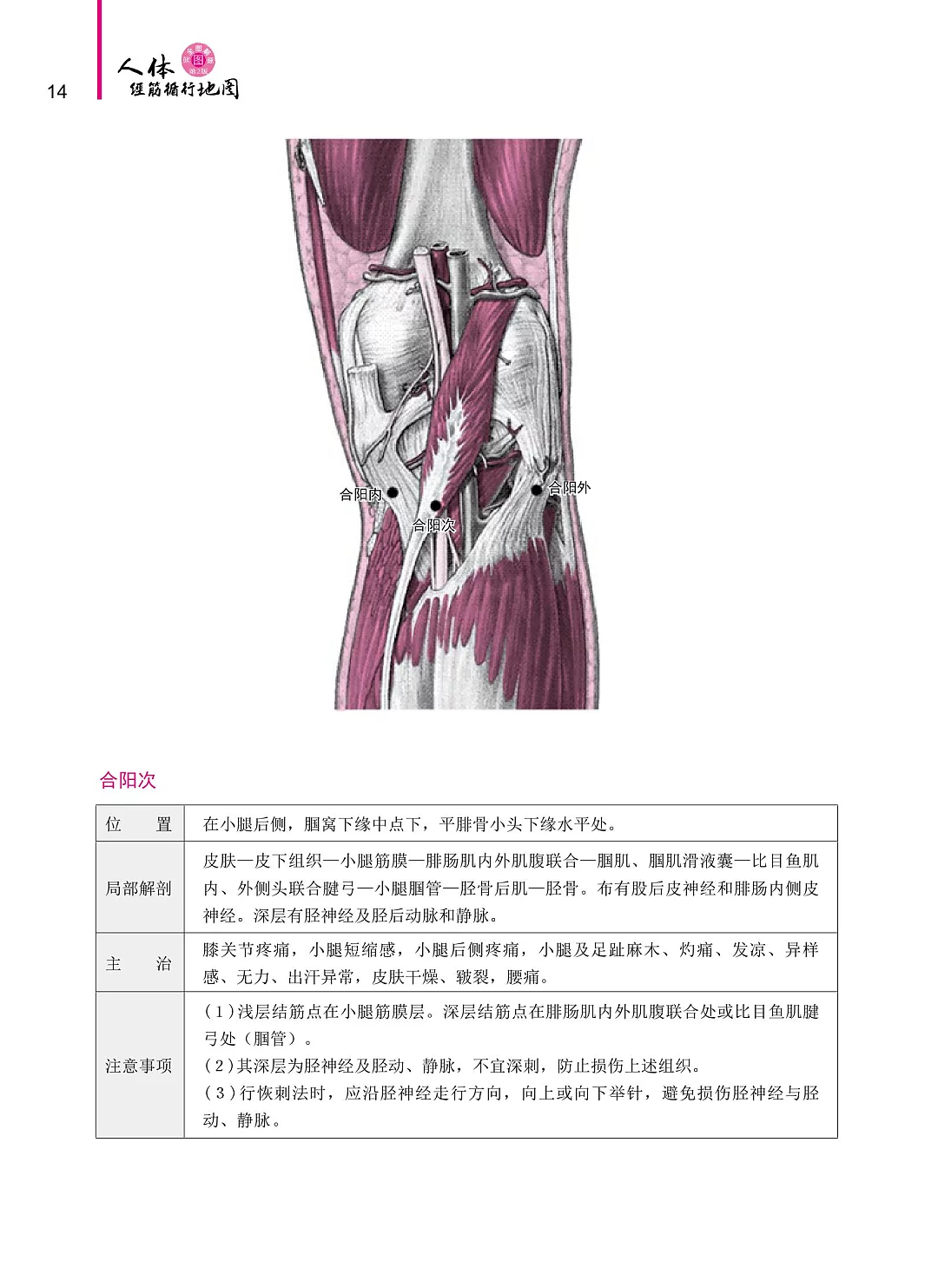 人体经筋循行地图——图解学习人体十二经筋解剖、循行》(第2版 人体经筋循行地图——图解学习人体十二经筋解剖、循行》(第2版