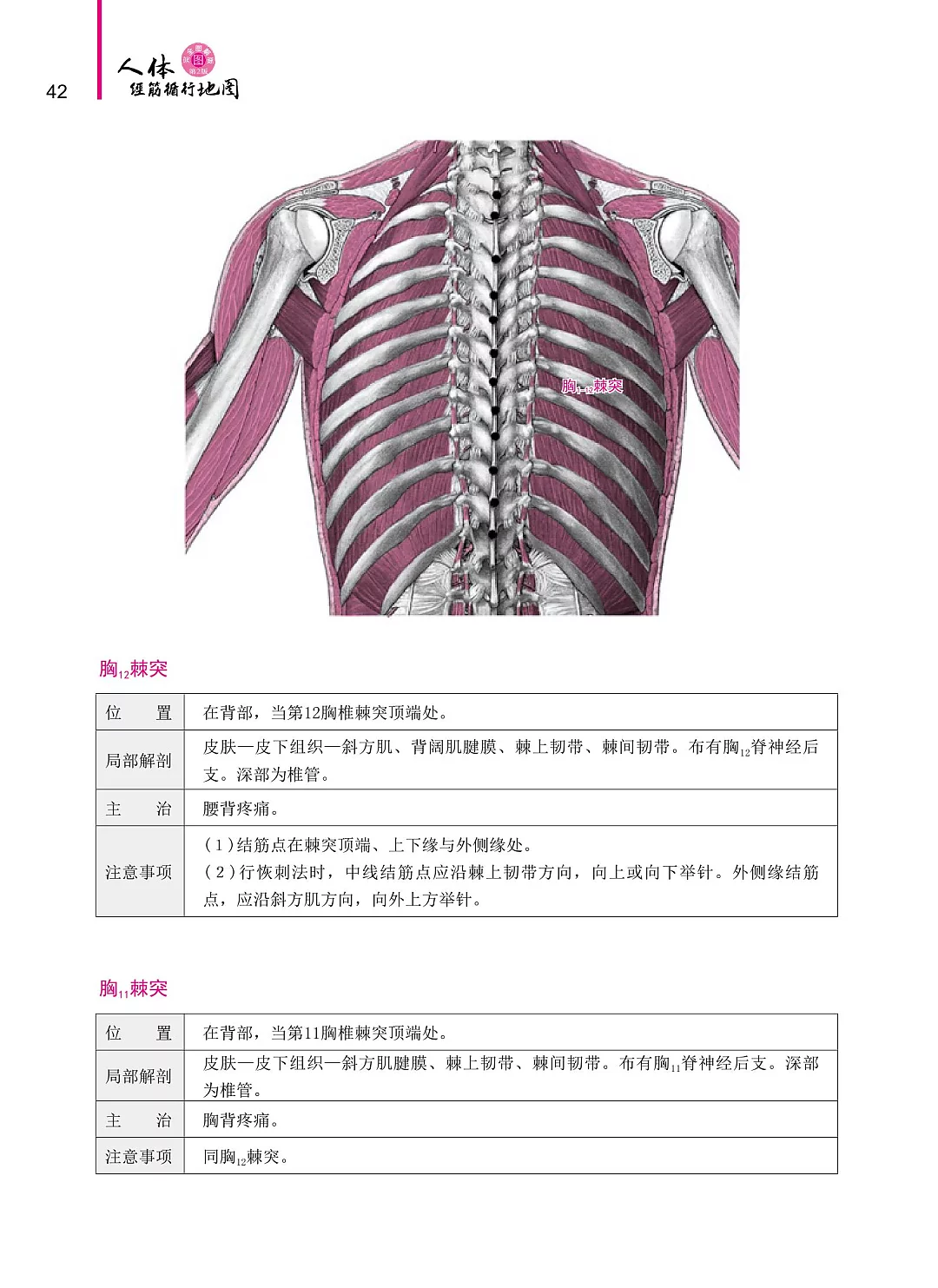 人体经筋循行地图——图解学习人体十二经筋解剖、循行》(第2版 人体经筋循行地图——图解学习人体十二经筋解剖、循行》(第2版