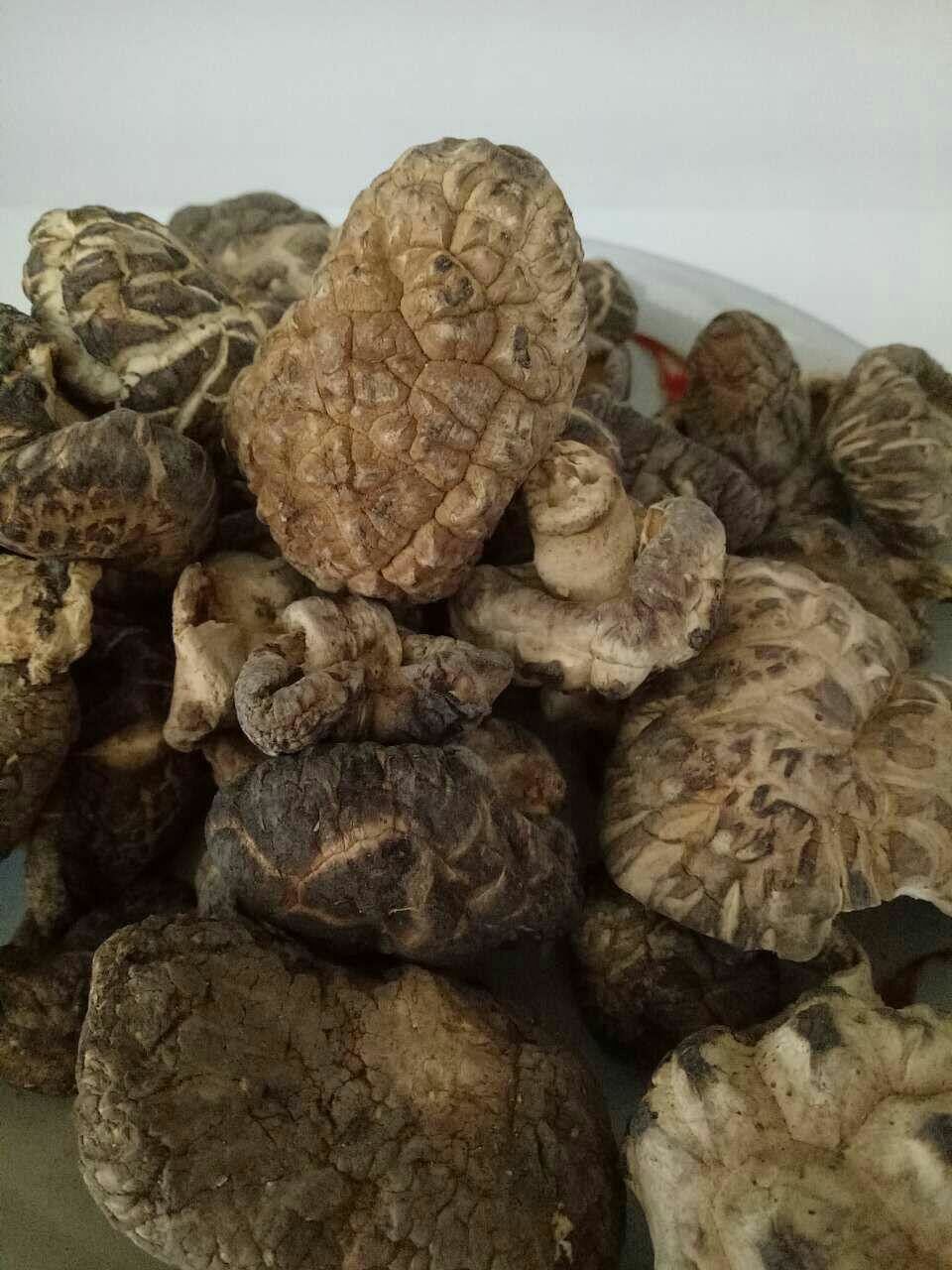 野生花菇48元/500g(全场满188元包邮)