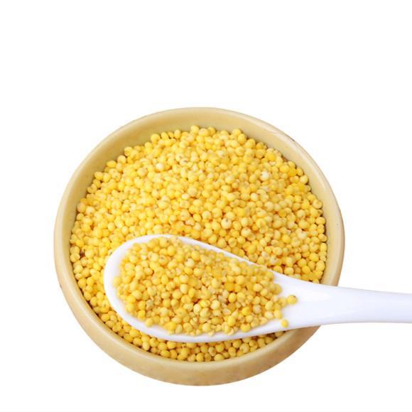 五谷杂粮黄粘米5斤装优质大黄米包粽子黍米包邮 2015新 优质大黄米