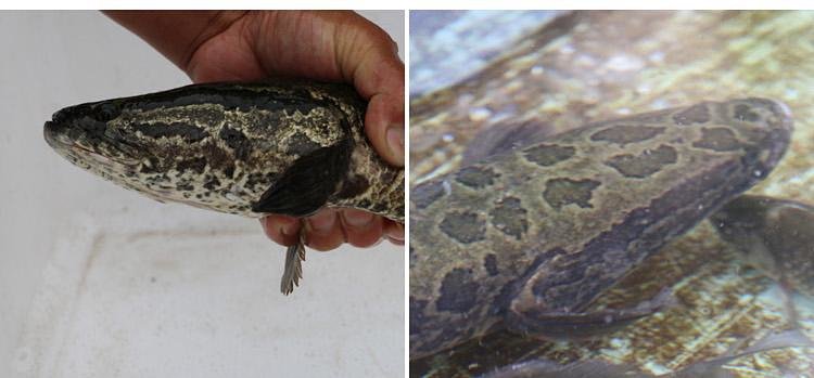 野生黑鱼,滋补佳品,每天现捕发货,只有一条主刺,适合小朋友食用哈