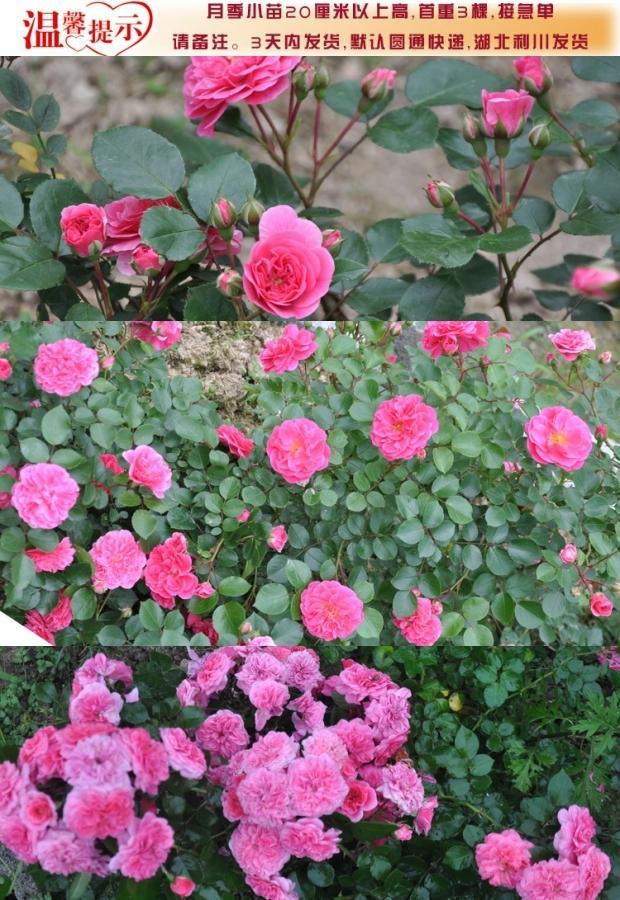 缺货新品欧月藤本月季★粉天鹅月季苗庭院攀援爬藤月季花苗粉色花