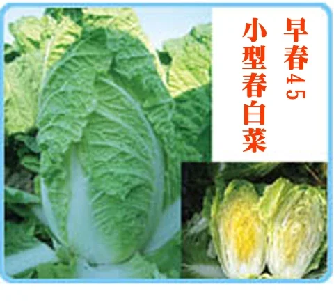 早春45白菜种子 春播黄芯白菜种子小型白菜种子蔬菜种子春播早熟黄芯白菜种子春保护地栽培迷你白菜