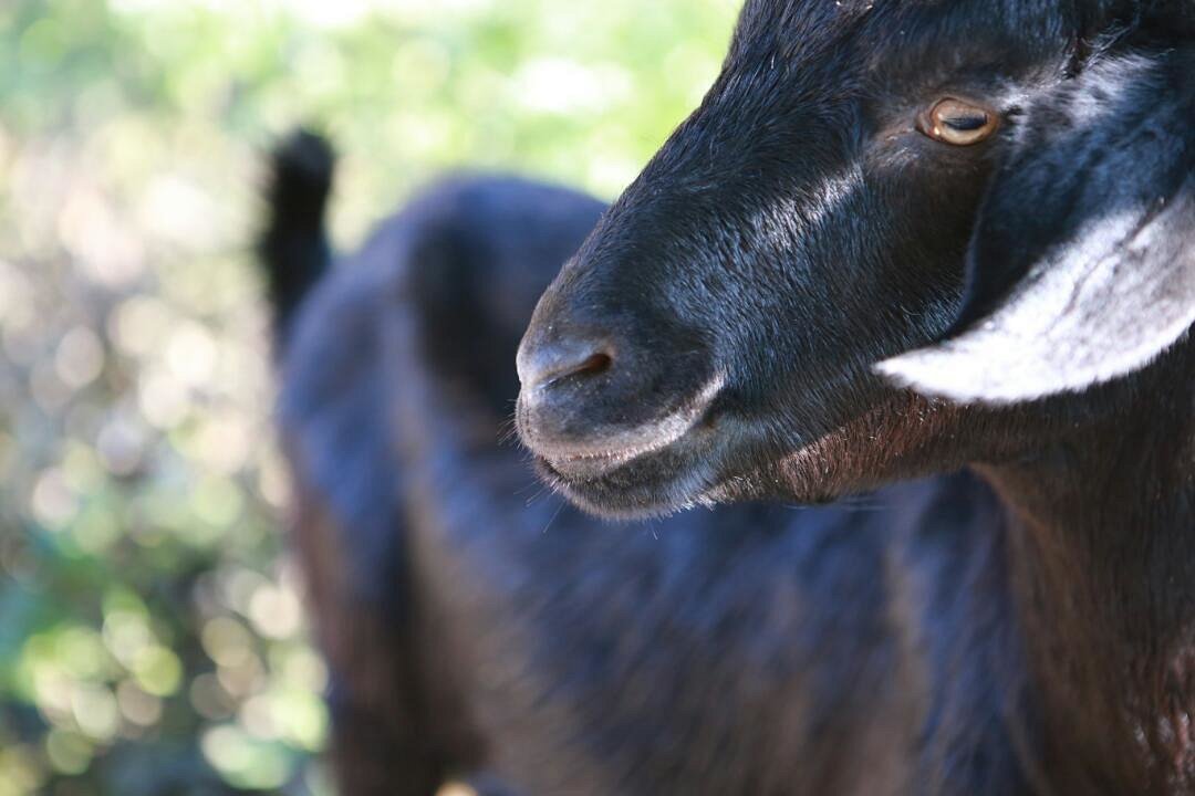 海拔1000米黑山羊,全程无饲料,高山跑山羊,森林土鸡旁,牧场面积超大