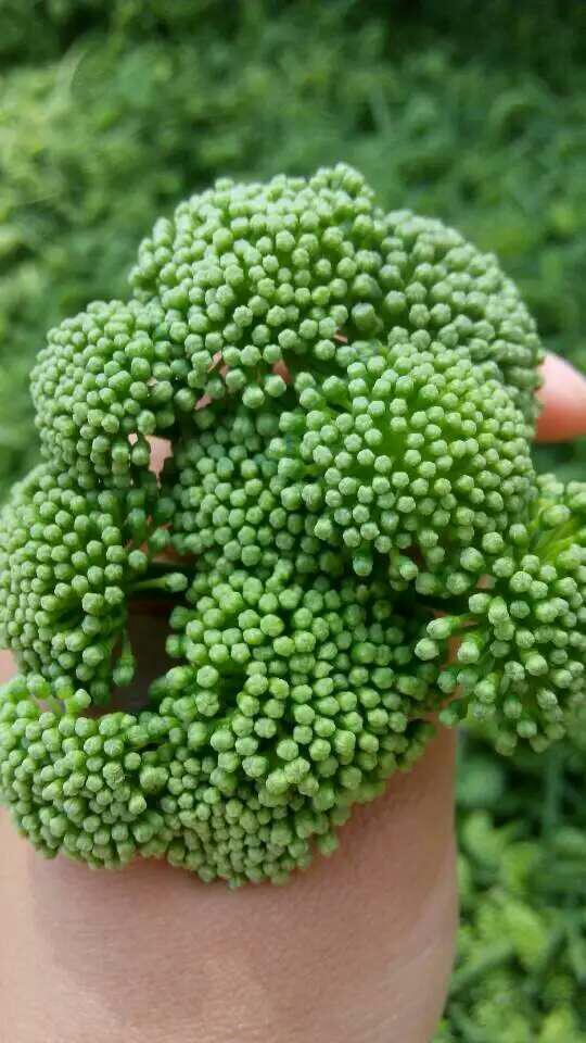 特级云南三七花三七花的功效与作用降血压,降血脂,**,生津止渴,提神