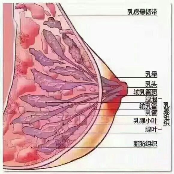 乳房的正确按摩 乳房的正确按摩