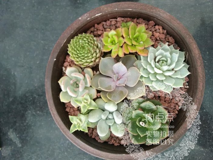 多肉老是养死怎么破