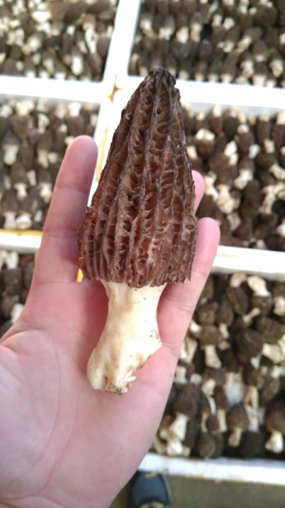 【鲜羊肚菌】 羊肚菌是一种珍稀食用菌品种,因其菌盖表面凹凸不平,状